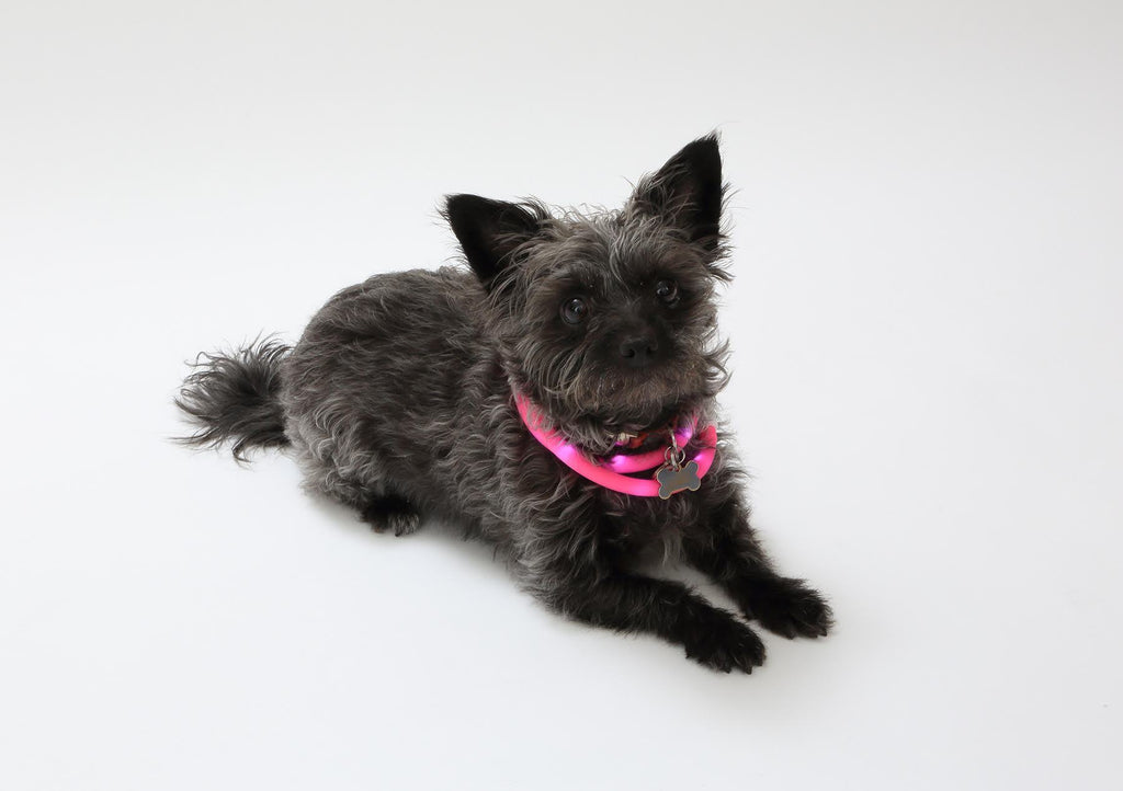 Aero - Glow™ Technical Safety - Node Pets - Dog Collars & Leads Petcetera™