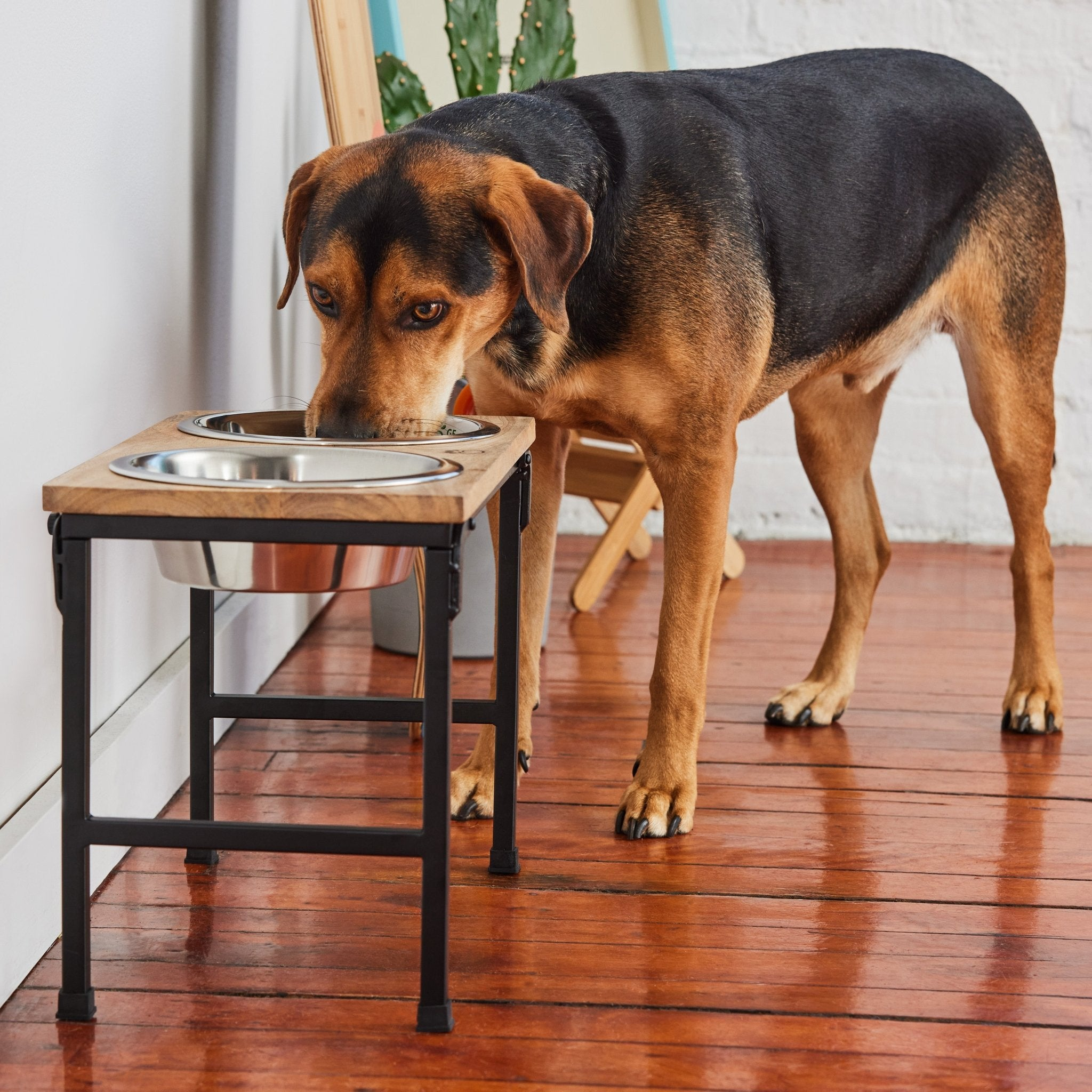 Aero - Dine™ Elevated Feed - Station Pets - Dog Feeding Petcetera™