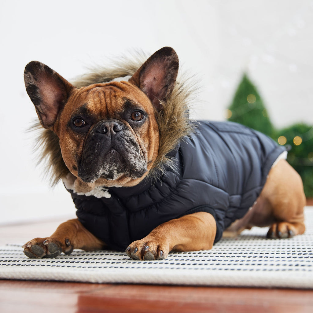 Aero - Shield™ Urban Parka Pets - Dog Clothing & Shoes Petcetera™