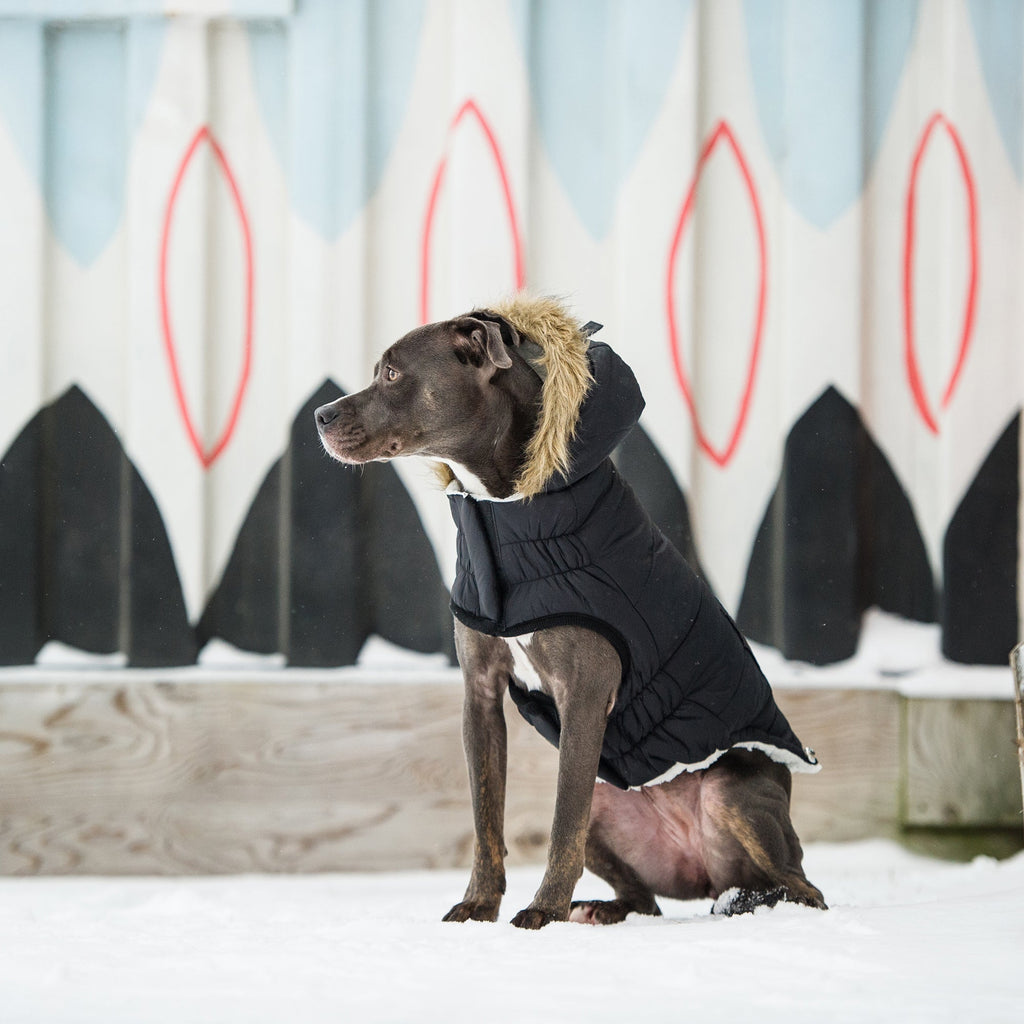 Aero - Shield™ Urban Parka Pets - Dog Clothing & Shoes Petcetera™