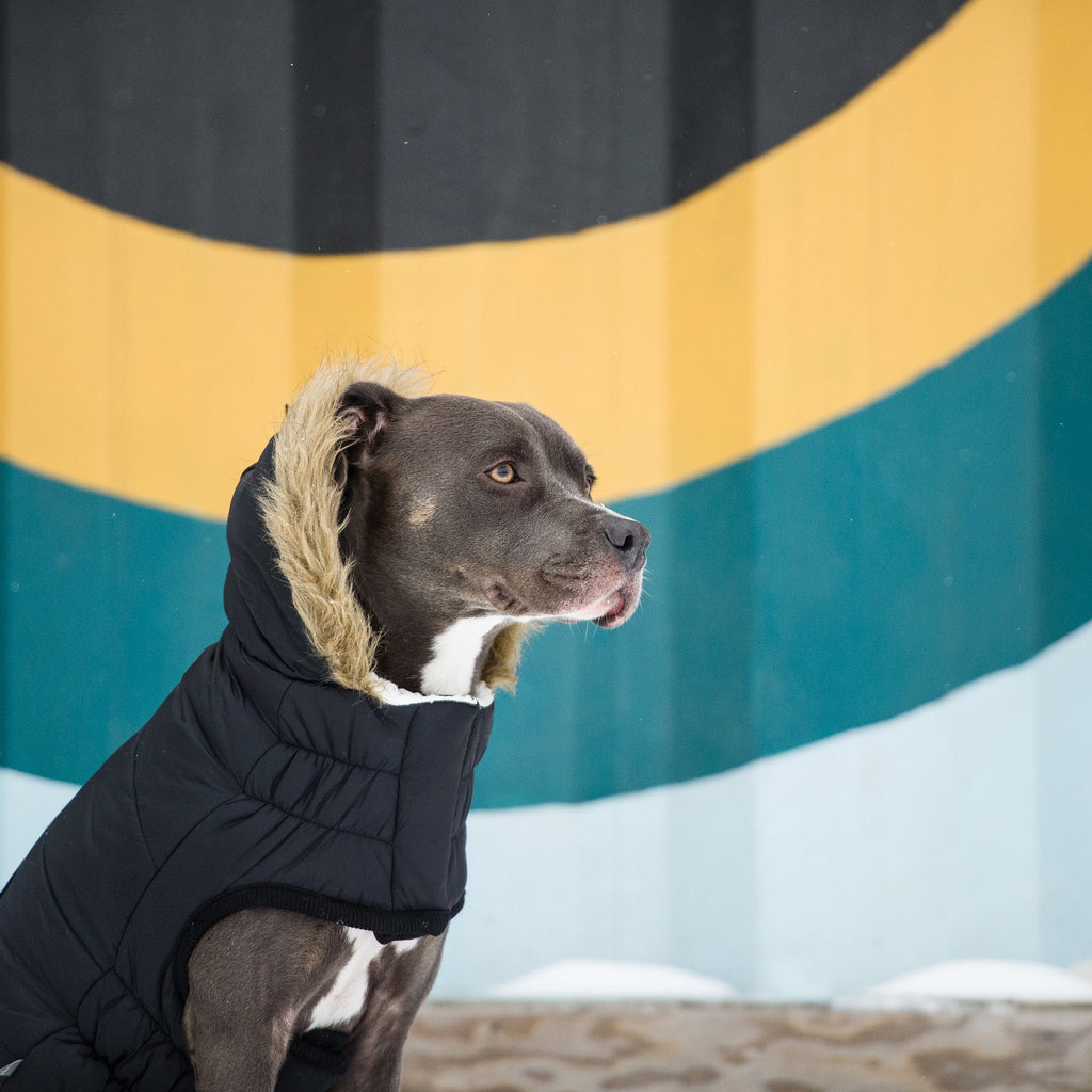 Aero - Shield™ Urban Parka Pets - Dog Clothing & Shoes Petcetera™
