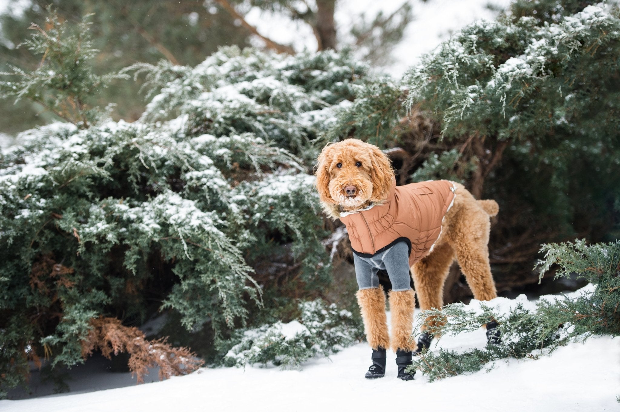 Aero - Shield™ Urban Parka Pets - Dog Clothing & Shoes Petcetera™