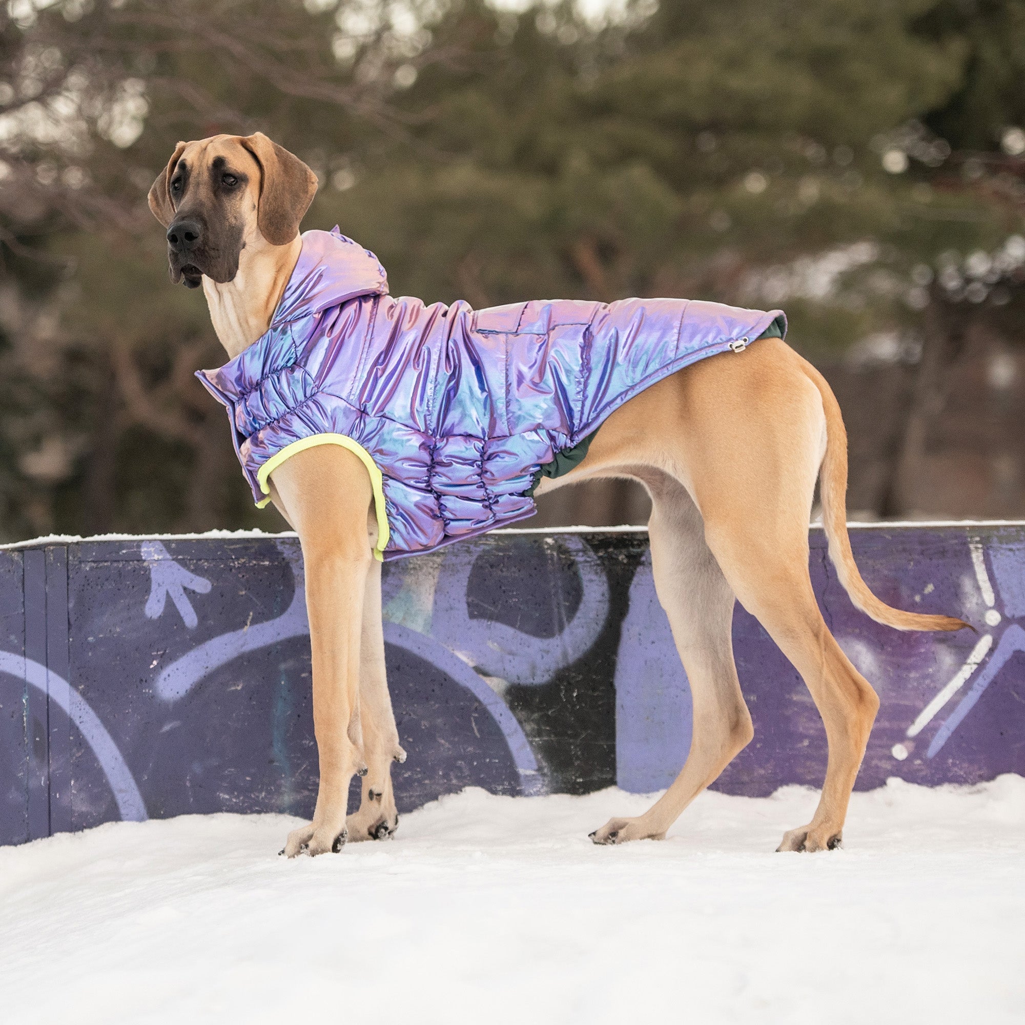 Aero - Shield™ Iridescent Prism - Node Pets - Dog Clothing & Shoes Petcetera™